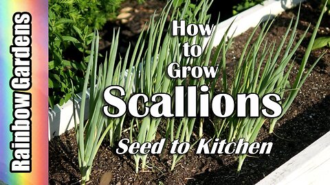 How to Grow Scallions, Seed to Kitchen! (bunching onions, green onions)