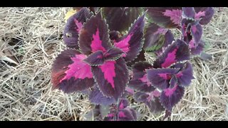 Some of the plants in my new Garden 17th December 2021