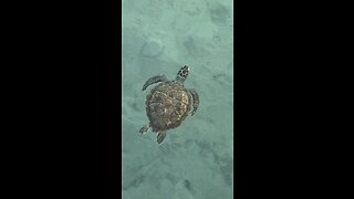 Turtles Everywhere on Green Turtle Cay
