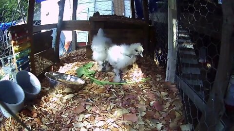 Silkie chicks eating some Curly Dock 10