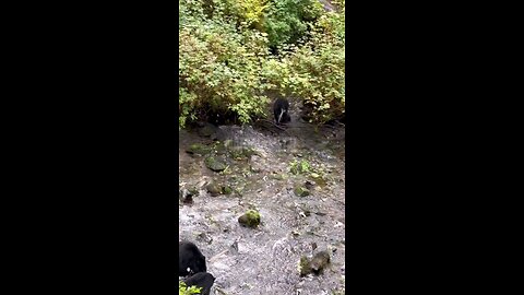 Nature: BEAR FIGHT!