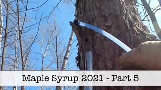 Maple Syrup 2021 - Part 5