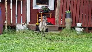 Baby Emu Is Determined To Befriend A Cat, Doesn't Take No For An Answer