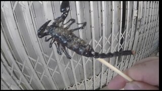 Eating a scorpion in Thailand - CRAZY STREETFOOD
