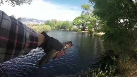 George Creek California Independence Fishing! Rainbow Trout!