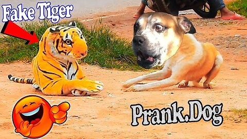 prank with dog 🐶 Animal prank 🤣🤪😁