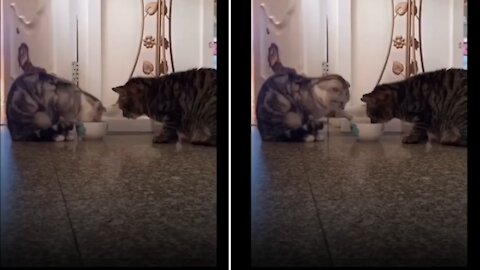 Watch‼.. 😻these two cats eat together in one bowl 🍵 and share, aren't they so cute??..