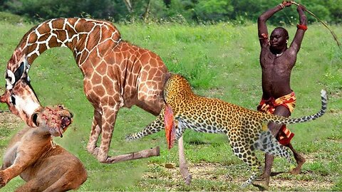 TOO RECKLESS! HUNGRY LIONS, LEOPARD INVADE MAASAI TERRITORY TO HUNT GIRAFFES AND END UP HUMILIATING