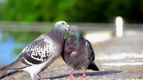 2 pigeons peacefully spend their romantic moments together