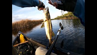 Florida 2020 02 Everglades Snook on the Fly