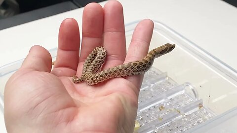 The Baby Snakes Are all Out!! (A Western Hognose Snake Video)
