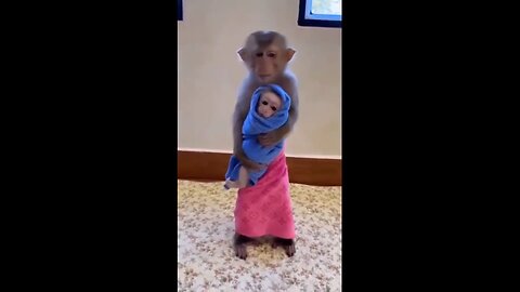 monkey funny videos