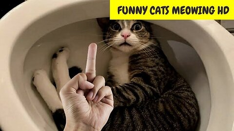 Funny animals - Funny cats / dogs - Funny animal #cat #dog #funnycat #funnydog