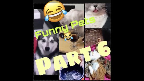 Funny cat’s moment 😹😂 Part-6