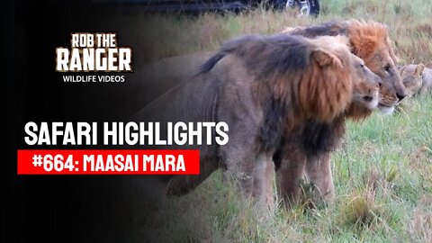 Safari Highlights #664: 30 Jan & 01 Feb 2022 | Maasai Mara/Zebra Plains | Latest Wildlife Sightings