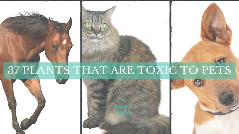 These 37 Plants Are Toxic to Pets (Dogs, Cats, Horses)