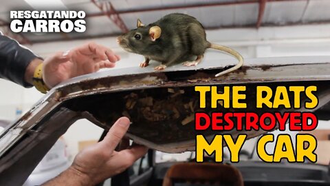 THE RATS DESTROYED MY CAR "Rescuing Cars"