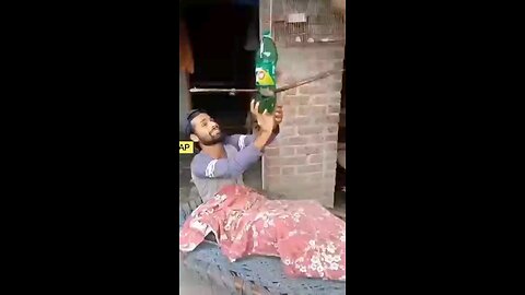 funny videos