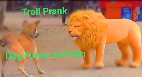 Troll Prank Dog Funny & fake Lion and Fake Tiger Prank To dog & Huge Box Prank to dog