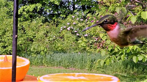 Hummingbirds zoom in for a quick drink on a hot day