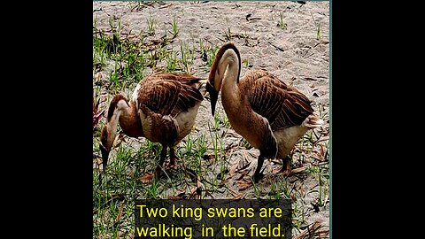 Two king swans are walking in the field.