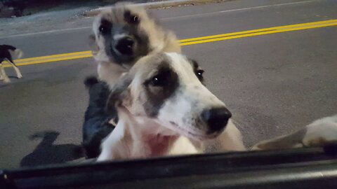 See What Happened When Stray Dogs Spotted My Car 😍