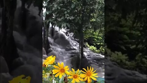 Visited Sticky Waterfalls in Thailand when you have a strong immune system.