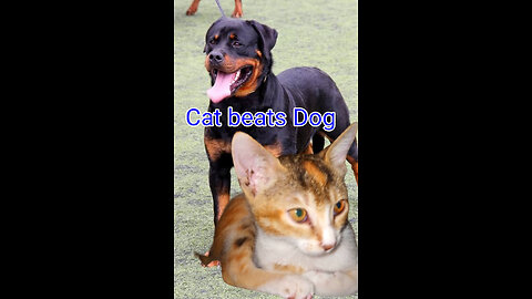Cat is beating dog