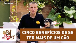 Pet Na Pan #25 - cinco benefícios de se ter mais de um cão