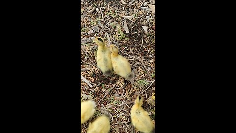 Week old Ducklings fighting over a leaf