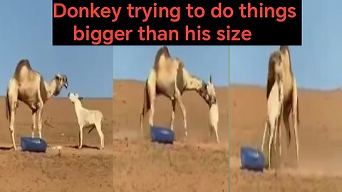 Donkey trying to do things bigger