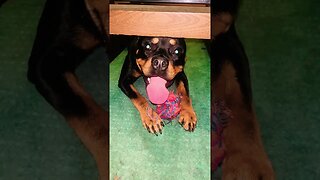 Cute Funny Rottweiler! 🐶 #shorts #short #viral #youtube #like