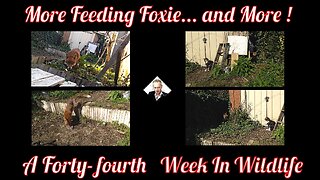 A Forty-fourth Week In Wildlife - More Feeding Foxie... and More !