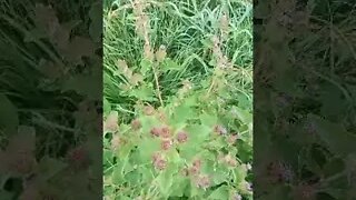 What is edible here? thistle part 3