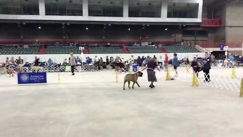 LonelyCreek ring side. Bobbi barking at Bill