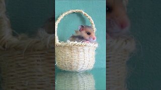 Basket Full of Hamster #shorts #short