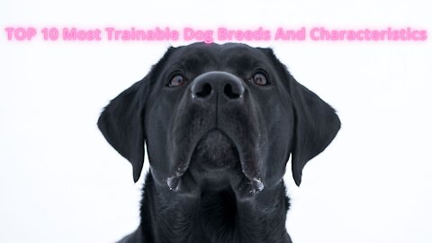 TOP 10 Most Trainable Dog Breeds And Characteristics