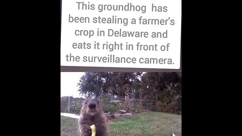 Groundhog Trolls Farmer
