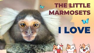 The little marmosets