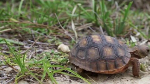 Sanibel Conservation Group Speaks on Rebuilding process