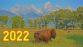 Grand Teton & Yellowstone -- What's NEW in 2022!