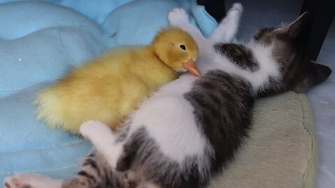 Sleep with the kitten and the duckling.Very cute|かわいいアヒルと猫が一緒に寝る
