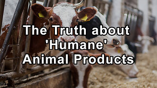 Shattering the Humane Myth: The Truth about 'Humane' Animal Products