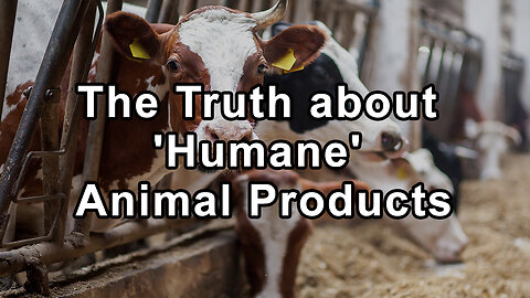 Shattering the Humane Myth: The Truth about 'Humane' Animal Products