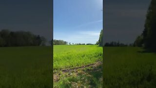 Hidden Farmers field off a trail