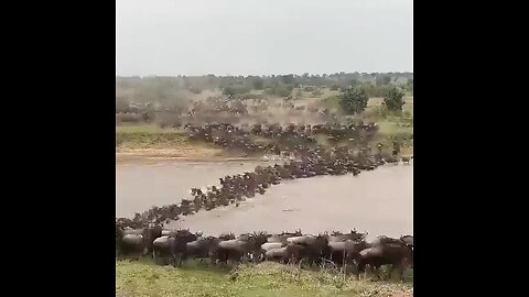 thousand willd beast cross the river