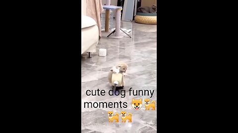 Animal funny video moment.dog &cat funny video.short . viral video