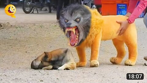 Dog Prank funny video - funny fack tiger prank