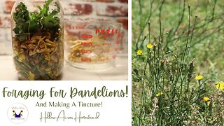Foraging for Dandelions and Making a Tincture From Scratch