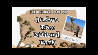 Exploring Joshua Tree National Park With My Dog - The National Park Pup